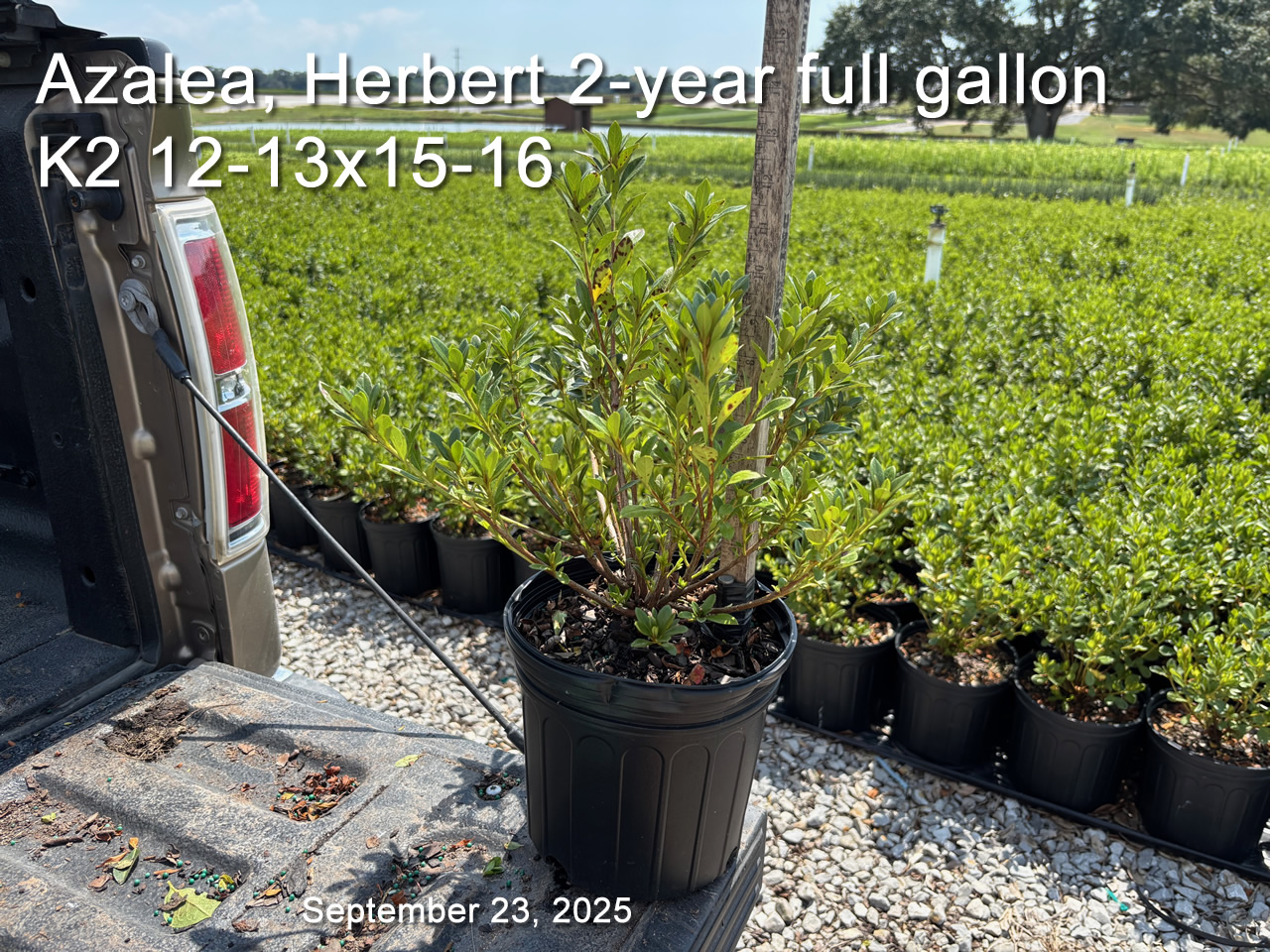 gallery/herb2yf k2 sept23.jpg